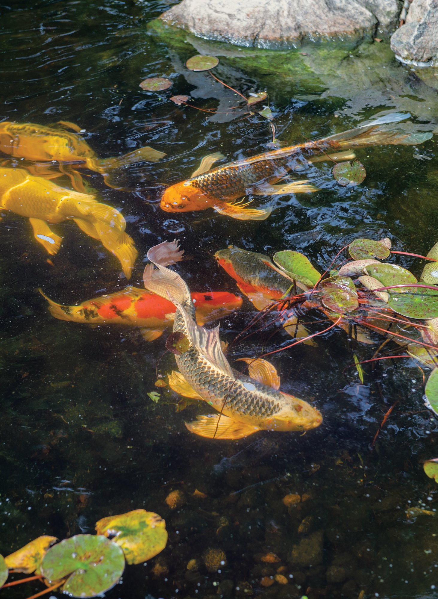 05fish.jpg